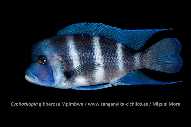 Cyphotilapia gibberosa 'Cape Mpimbwe'